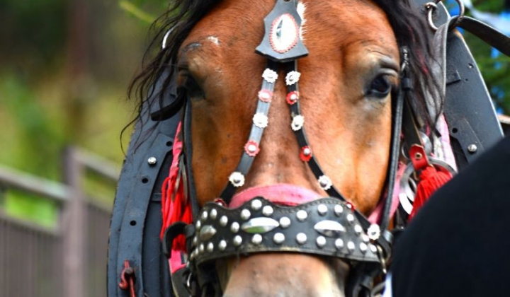 9. fotografia fotogalérie Hodové slávnosti Sedembolestnej Panny Márie 2013