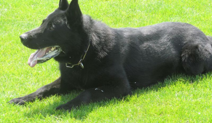 7. fotografia fotogalérie Deň detí 2015