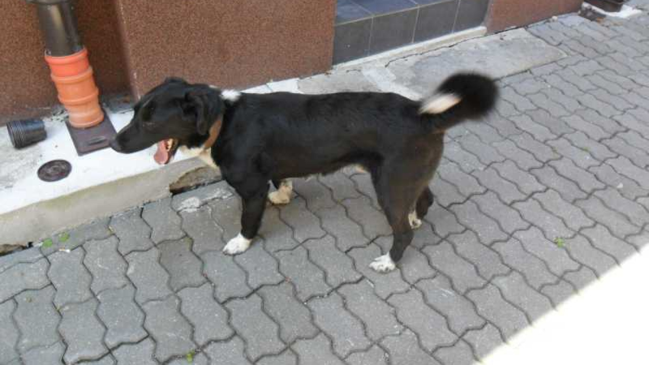 Fotografia fotogalérie Strateny psik