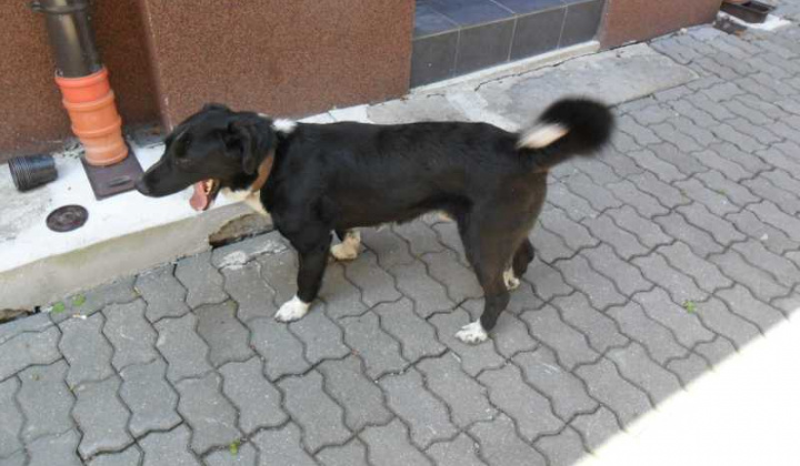 1. fotografia fotogalérie Strateny psik