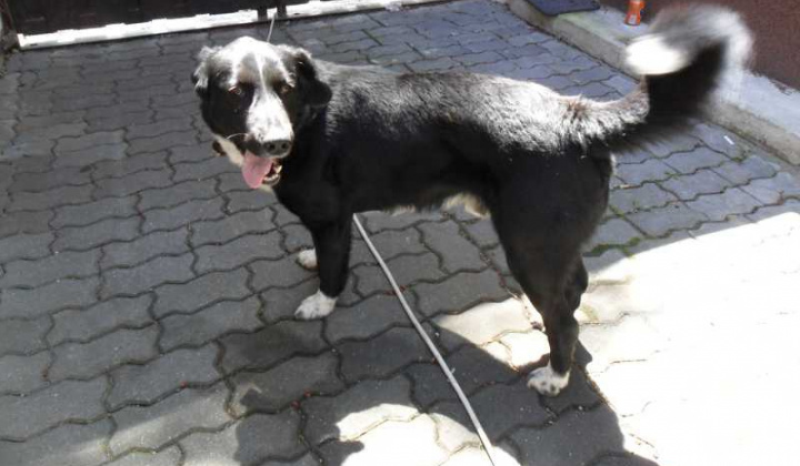 2. fotografia fotogalérie Strateny psik