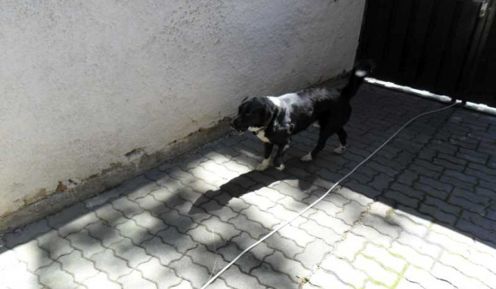 3. fotografia fotogalérie Strateny psik