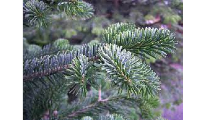 Vyhadzovanie vianočných stromčekov - možnosť štiepkovania