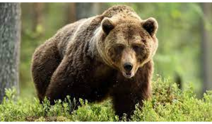 Upozornenie pre občanov - výskyt medveďa 